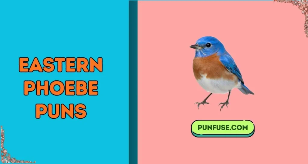 Eastern Phoebe Puns