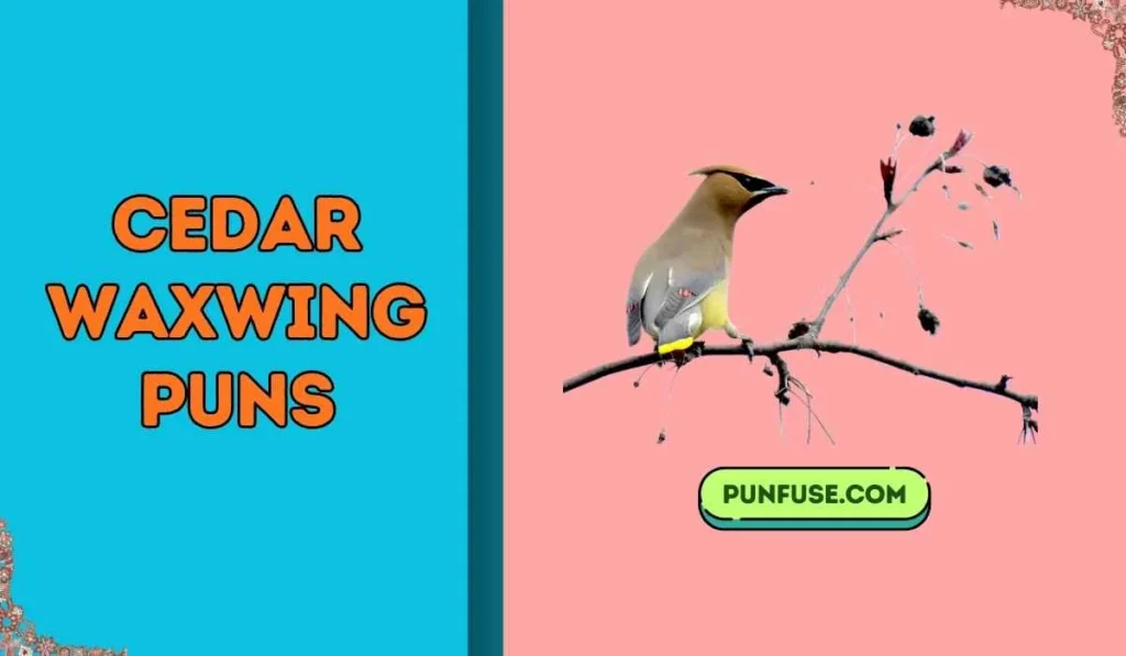 cedar waxwing puns
