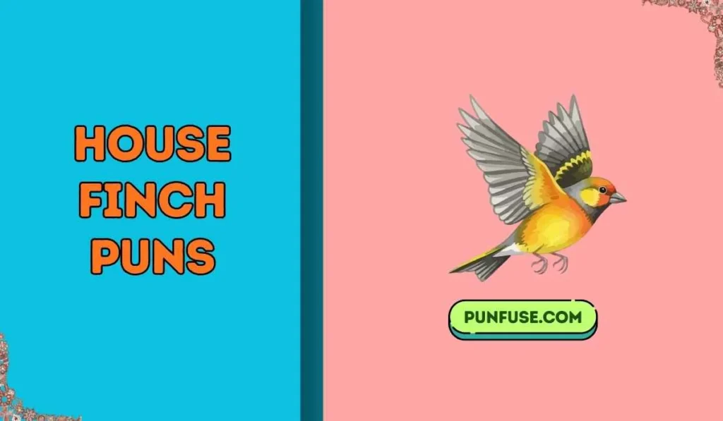 house finch puns