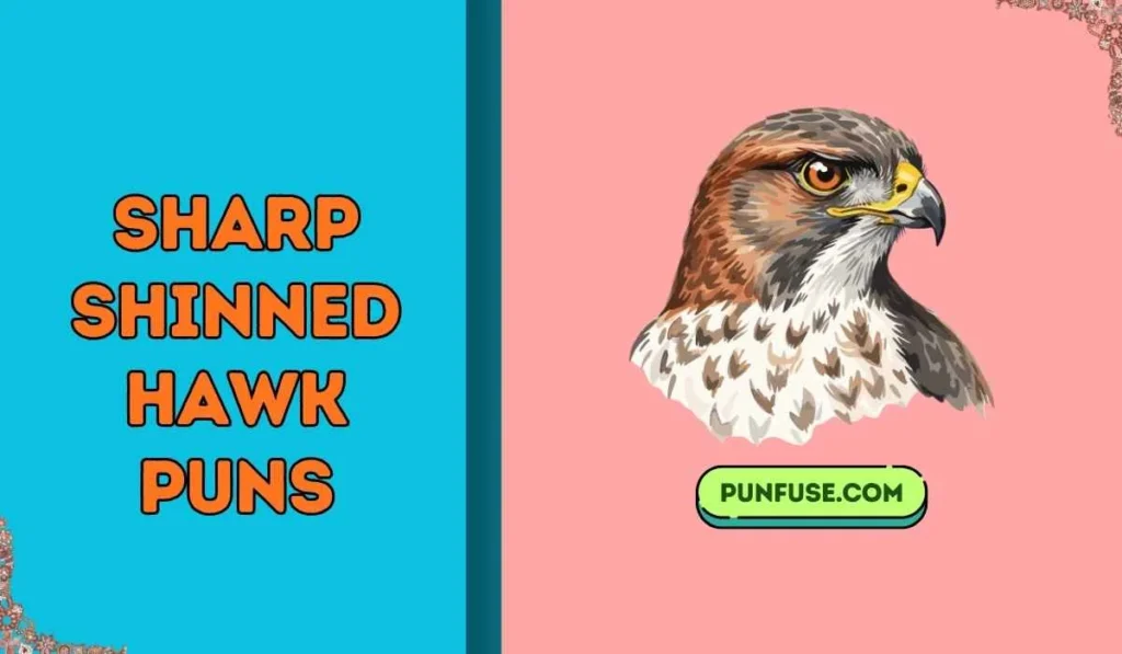 sharp shinned hawk puns