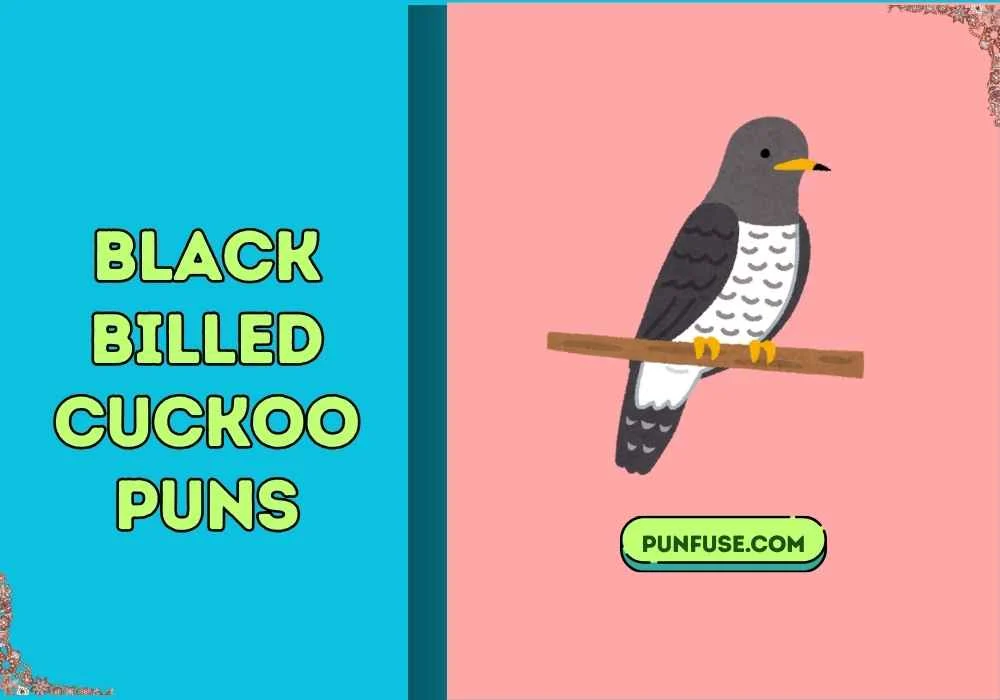 black billed cuckoo puns