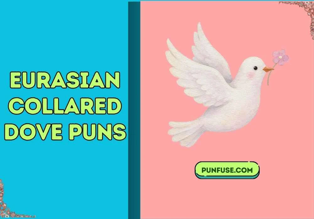 eurasian collared dove puns