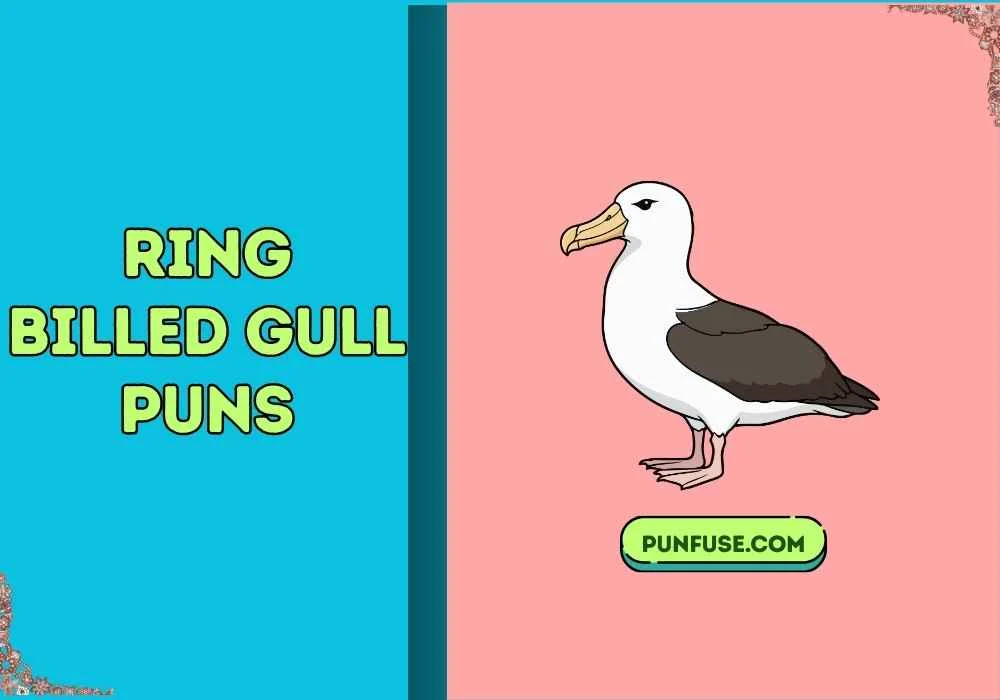ring billed gull puns