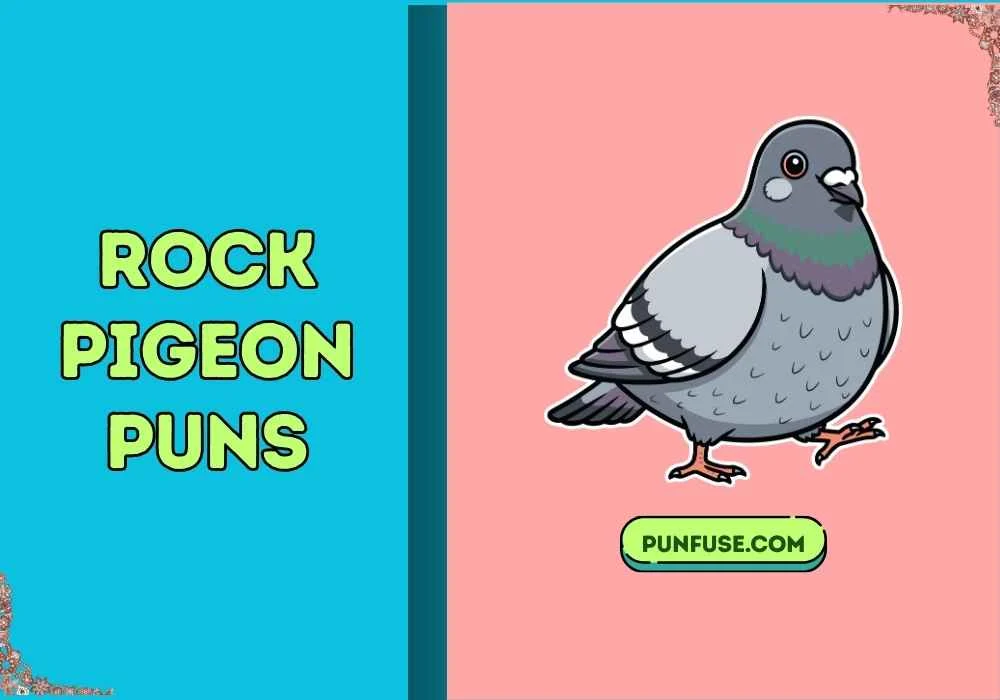 rock pigeon puns